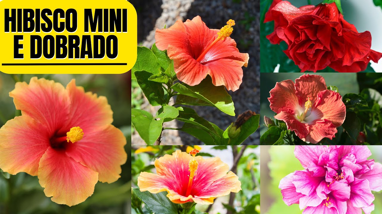 COMO PLANTAR MUDAS DE MINI HIBISCO E HIBISCO DOBRADO no seu jardim corretamente