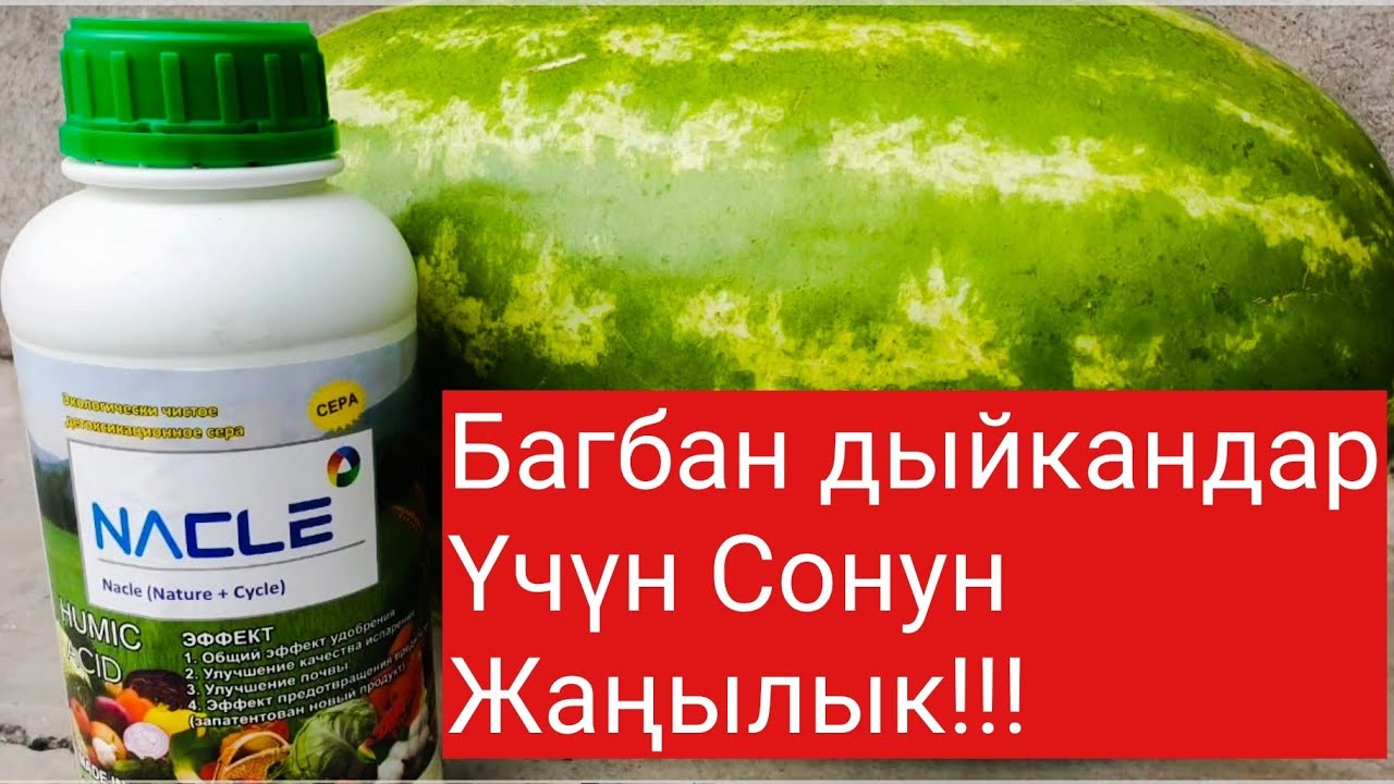 Найкл Корея Органика жер Семирткичи. 120тонна пияз 1га дан.