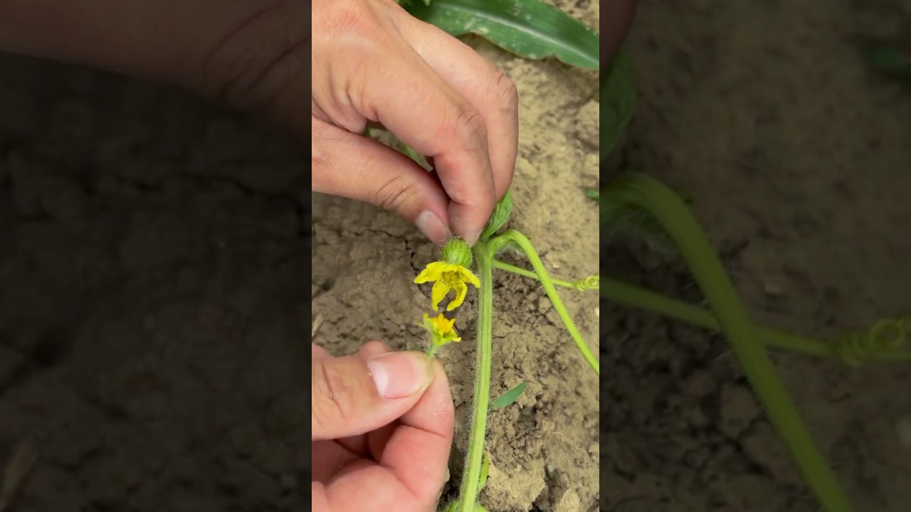 Hand-Pollinating Technique For Watermelons and Cucumbers #farmingtech @RomFarm