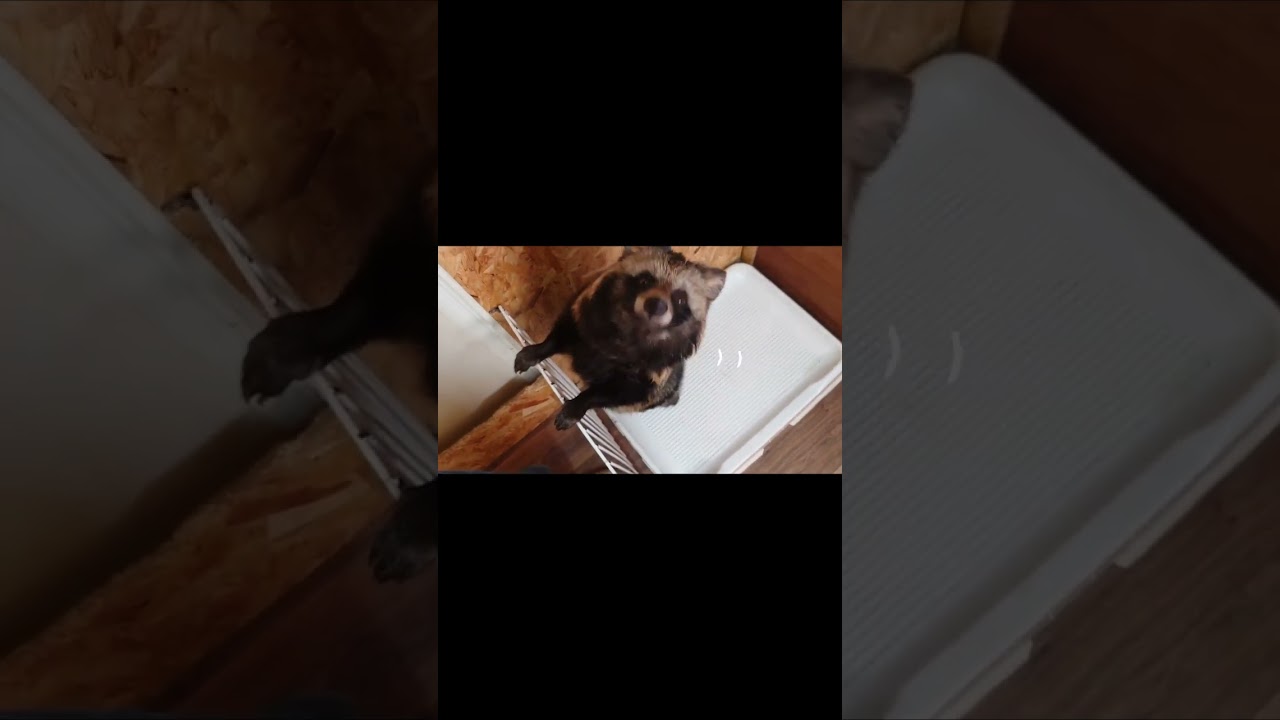 しっぽを振って喜ぶタヌキ Tanuki wagging her tail in joy