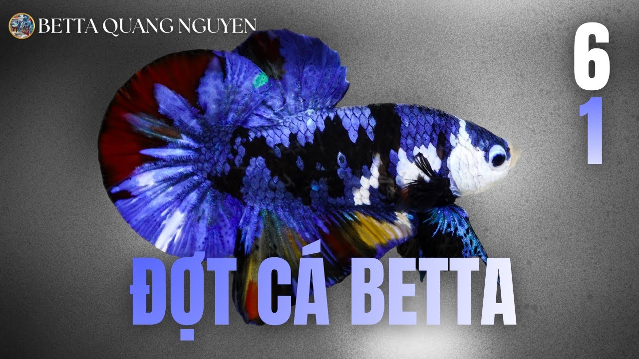 Đợt Cá Betta Vip Ngày 6/1 - NHỮNG SIÊU PHẨM CÁ BETTA ĐẦU NĂM