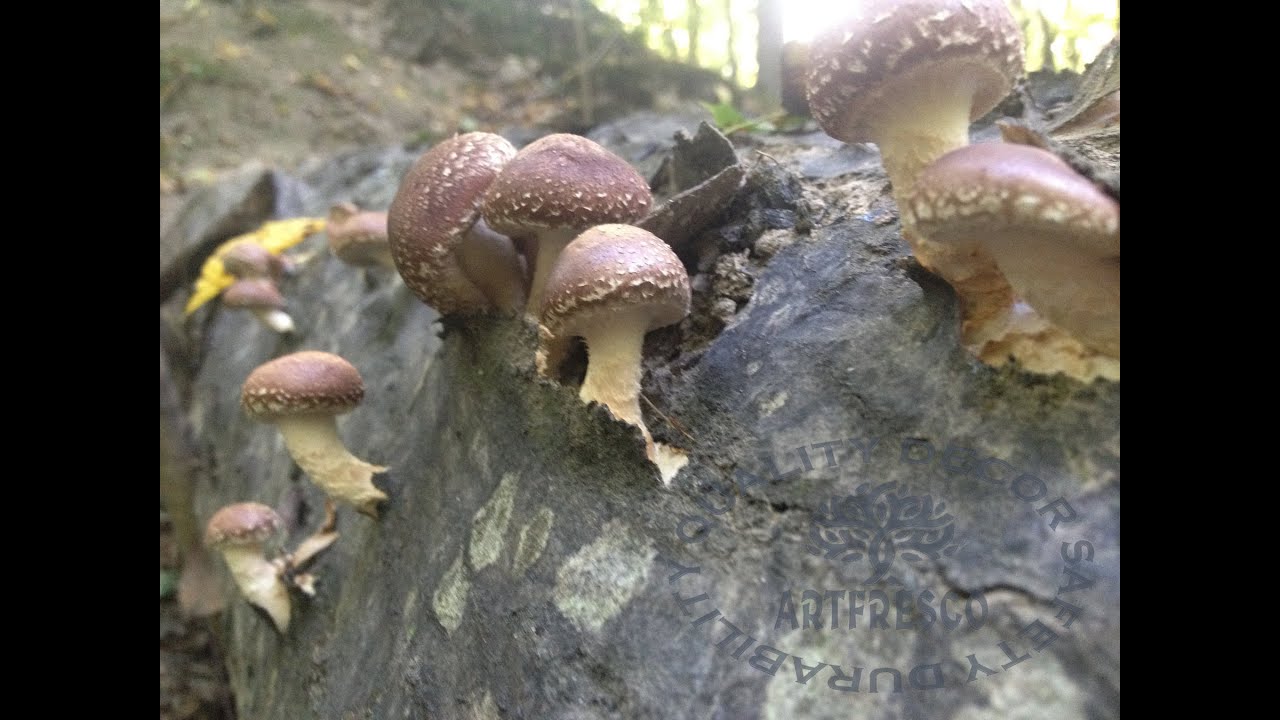 Выращивание грибов шиитаке(Lentinula edodes)можно производить на стволиках любых лиственных деревьев