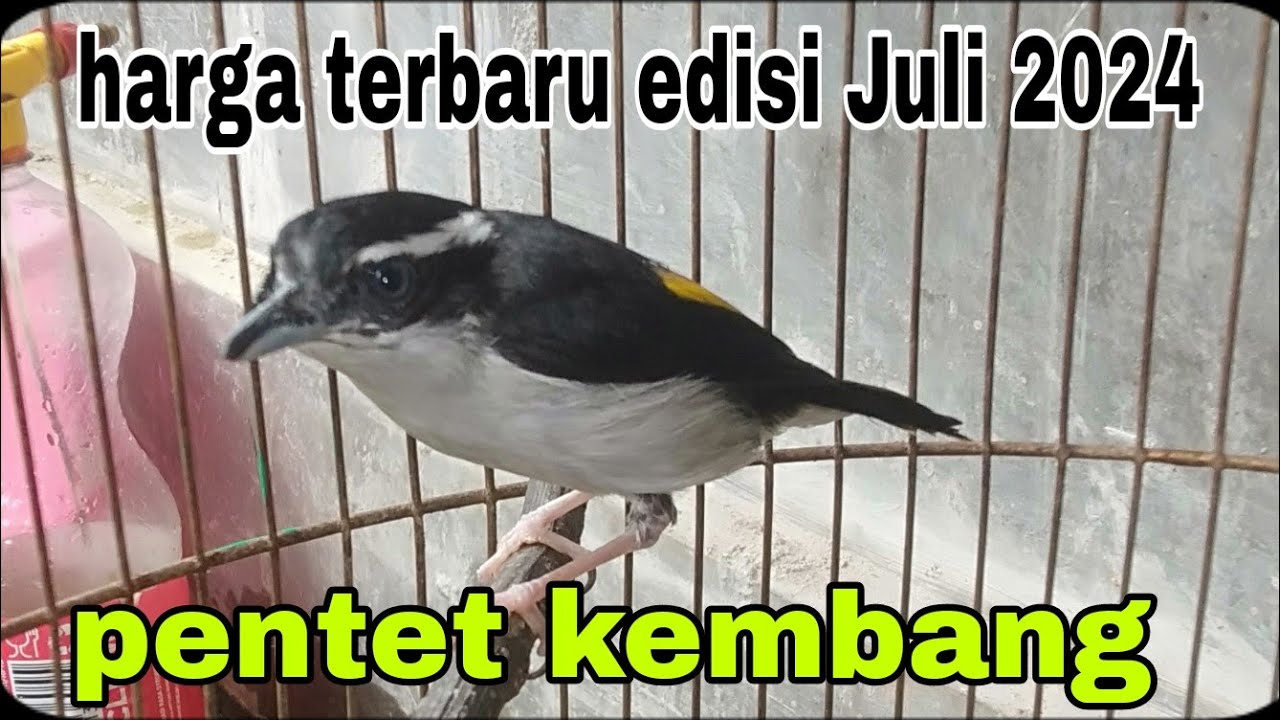 harga terbaru burung pentet kembang edisi Juli 2024