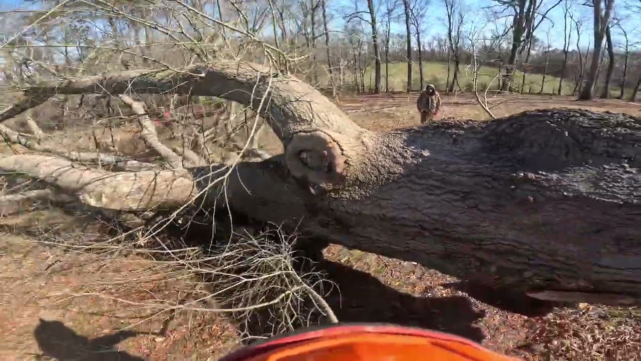 REMOVING A MASSIVE TREE LEANING TOWARDS THE CUSTOMERS HOUSE.