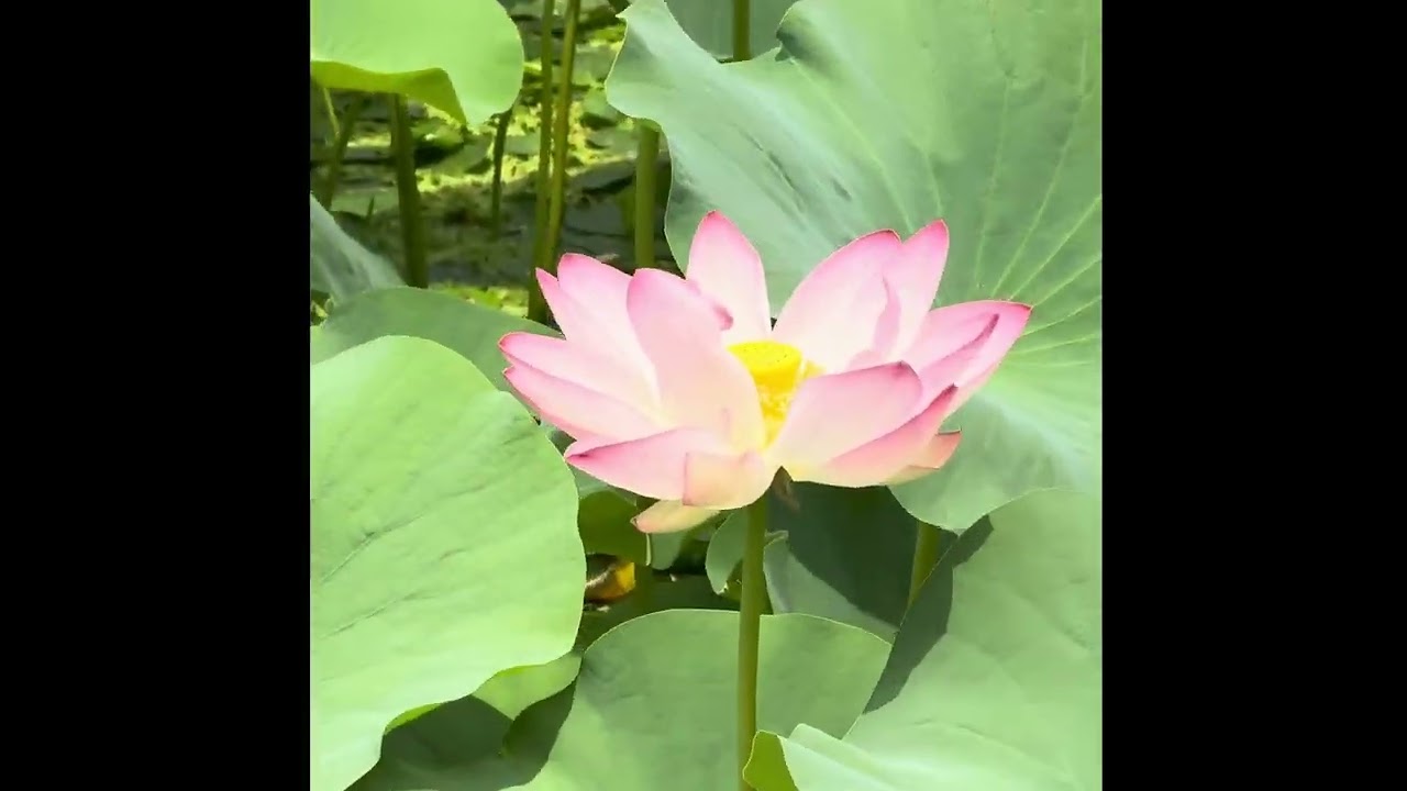 Magical lotus in manasbal lake