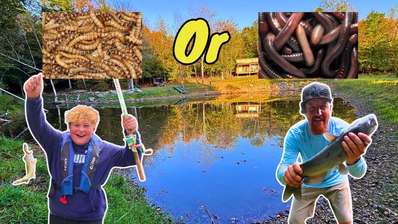 Какой червь ловит больше ПРУДОВОЙ рыбы???