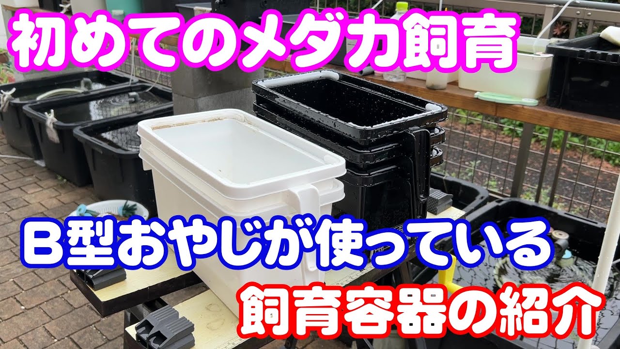 【初めてのメダカ飼育】飼育容器の特徴と使い方を紹介　Ｂ型おやじ