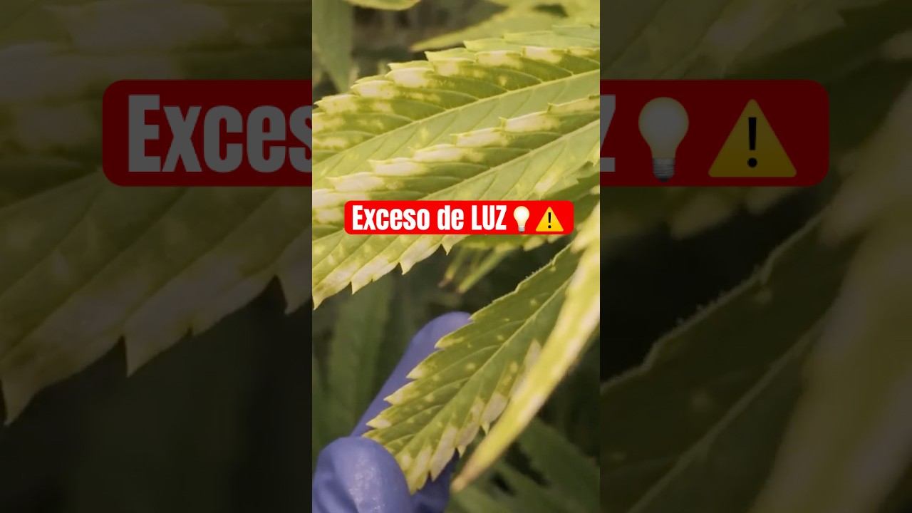 C&oacute;mo Ajustar la Distancia del LED en Cada Etapa de Cultivo