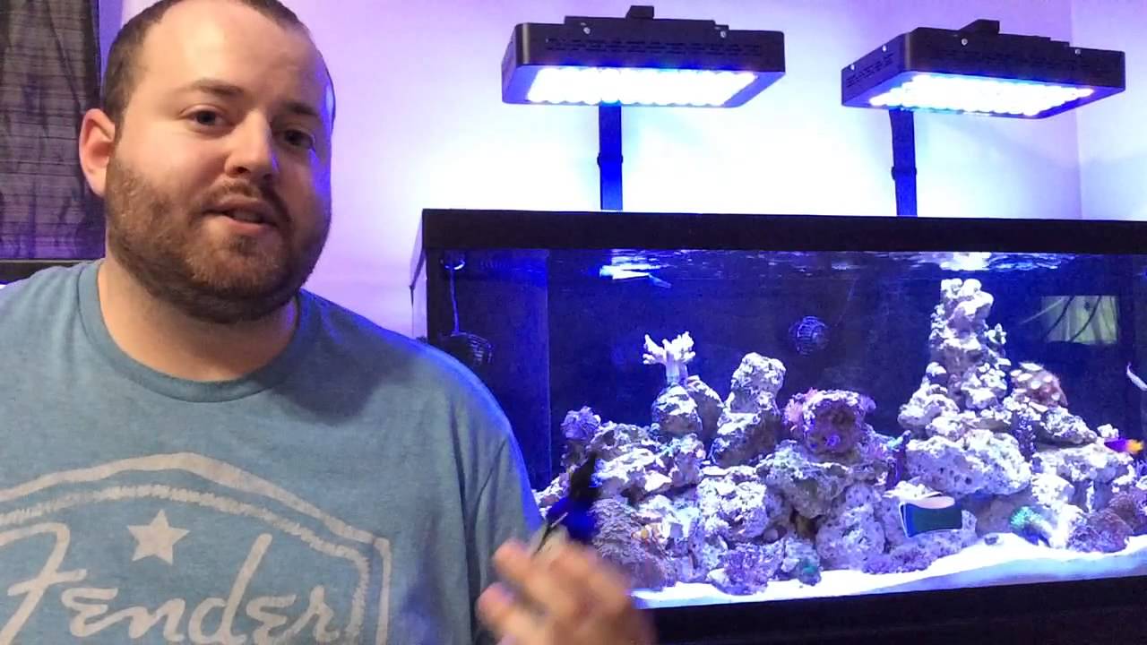 How to Get Your New Fish to Eat