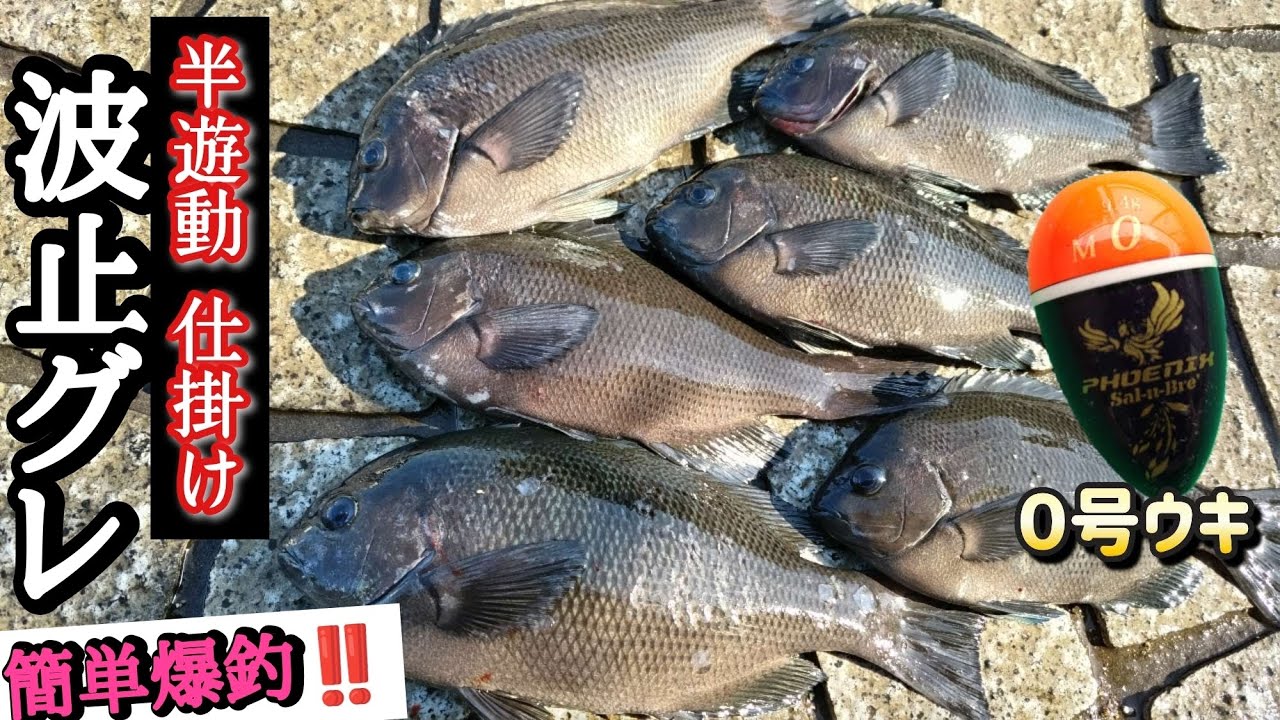 #グレ釣り 【0号ウキの半遊動仕掛け】初心者でも簡単‼爆釣する方法です。【フカセ釣り入門】