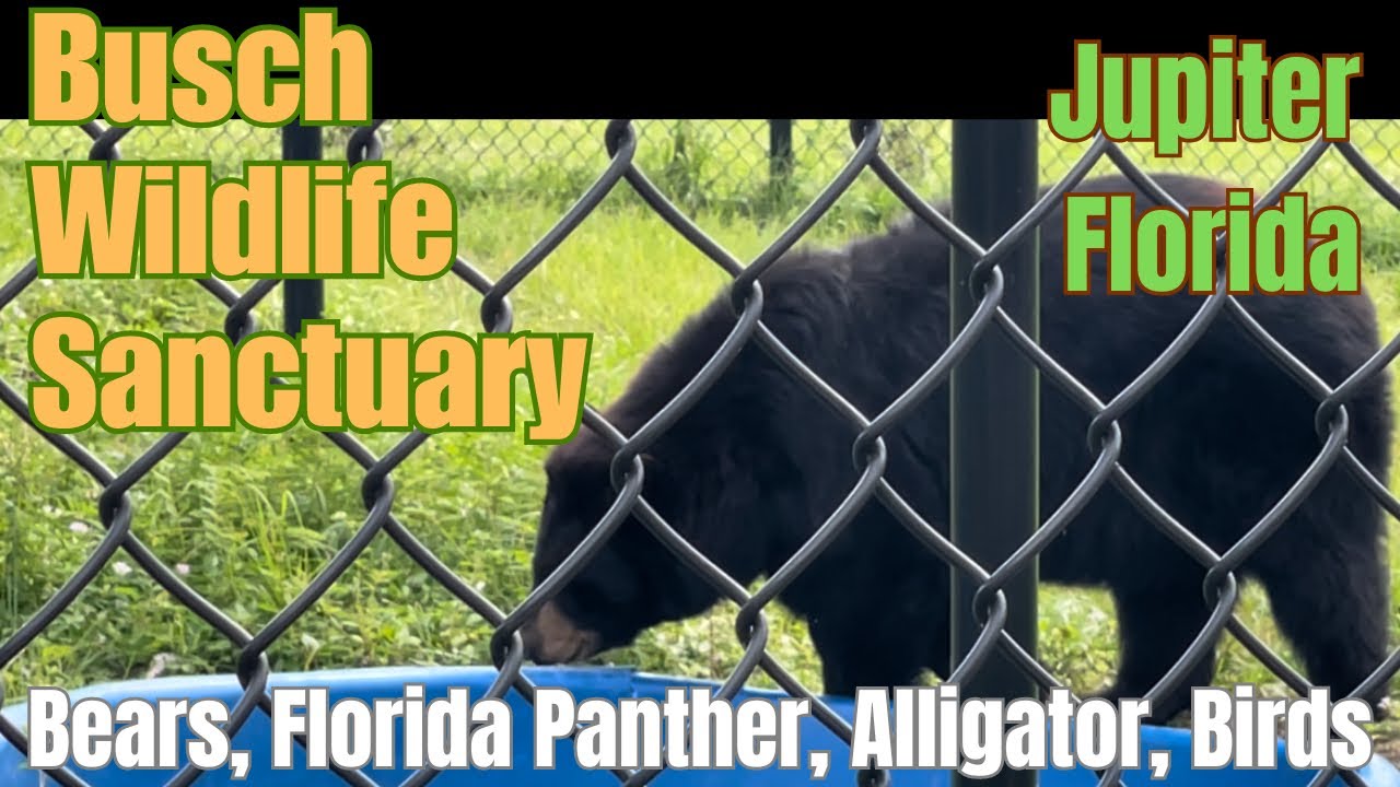 Busch Wildlife Sanctuary Tour Jupiter Florida #wildlifesanctury