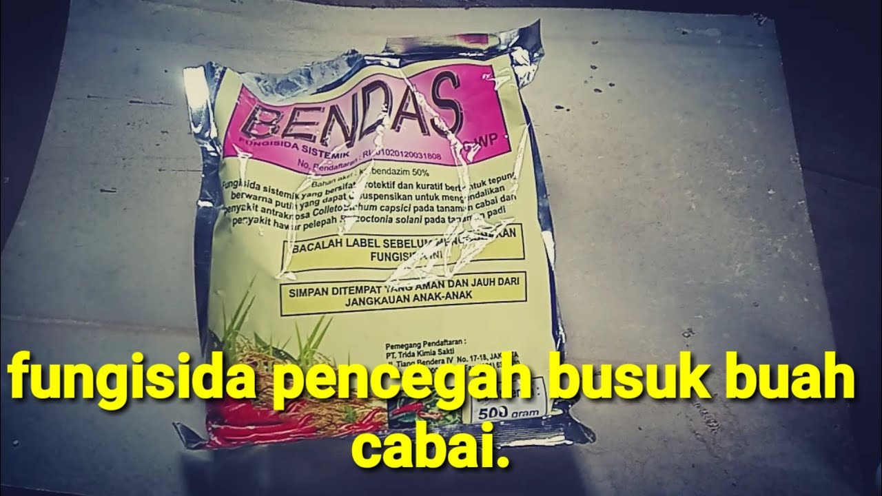 riviuw fungi merk bendaz/busuk buah cabai patek antranoksa.lenyap/
