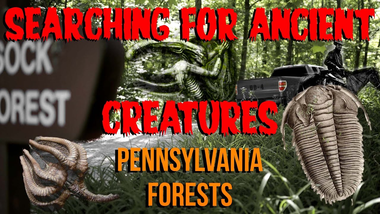 How to find Ancient Fossils in Pennsylvania Forests