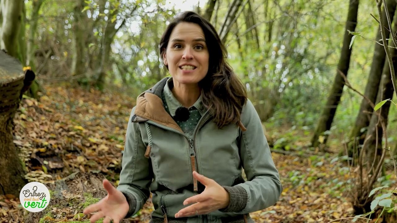 🪵 Le bois mort, source de vie 🌱 dans l'écosystème forestier 🌳