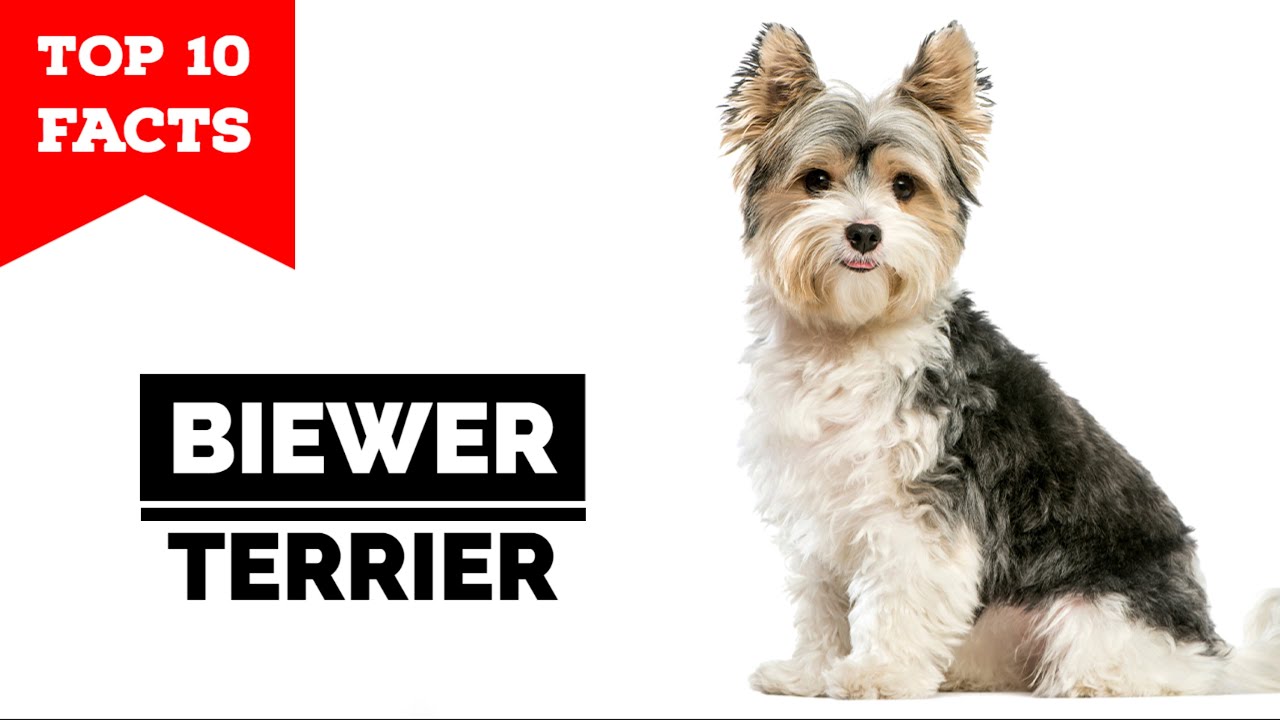 Biewer Terrier - Top 10 Facts