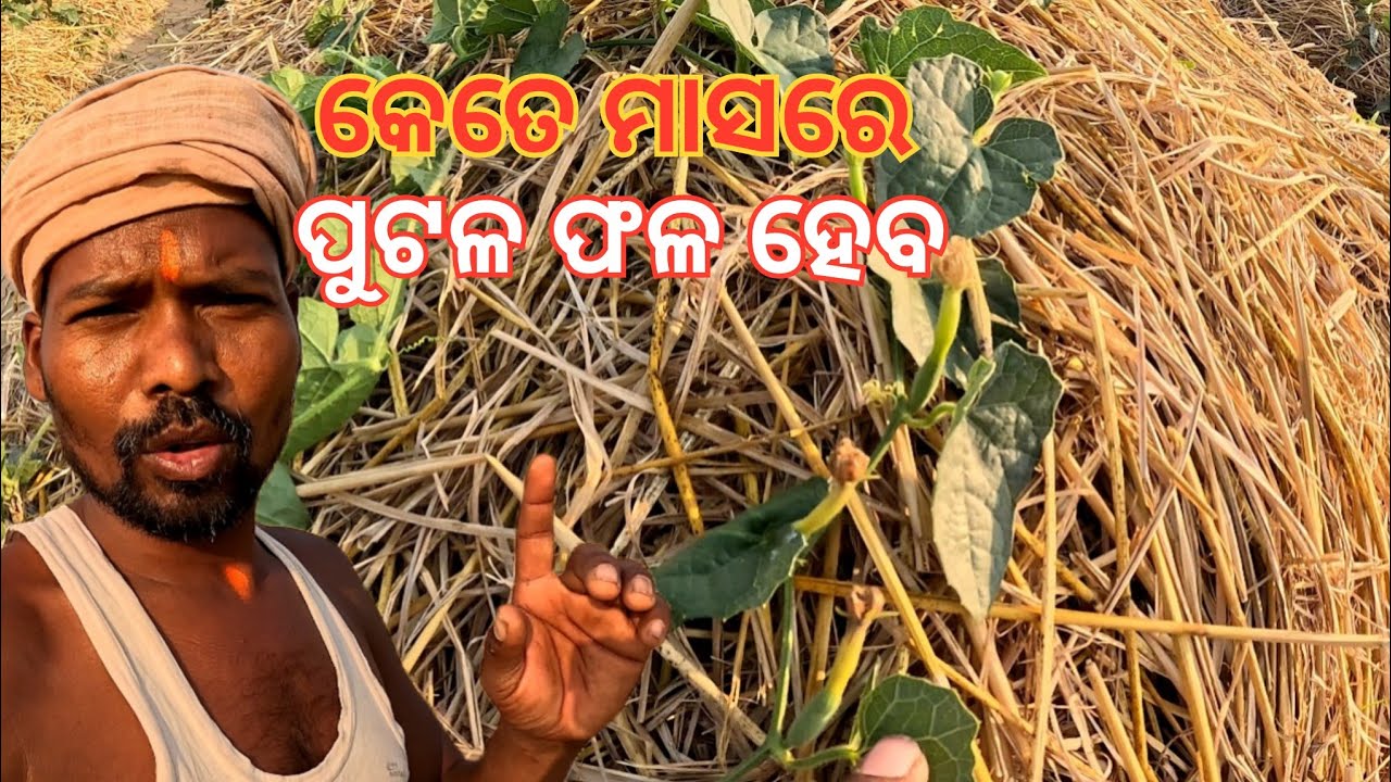 କେତେ ମାସରେ ପୁଟଳ ଫଳ ହେବ ?  All Odisha Krushak Seba #Greenparibar