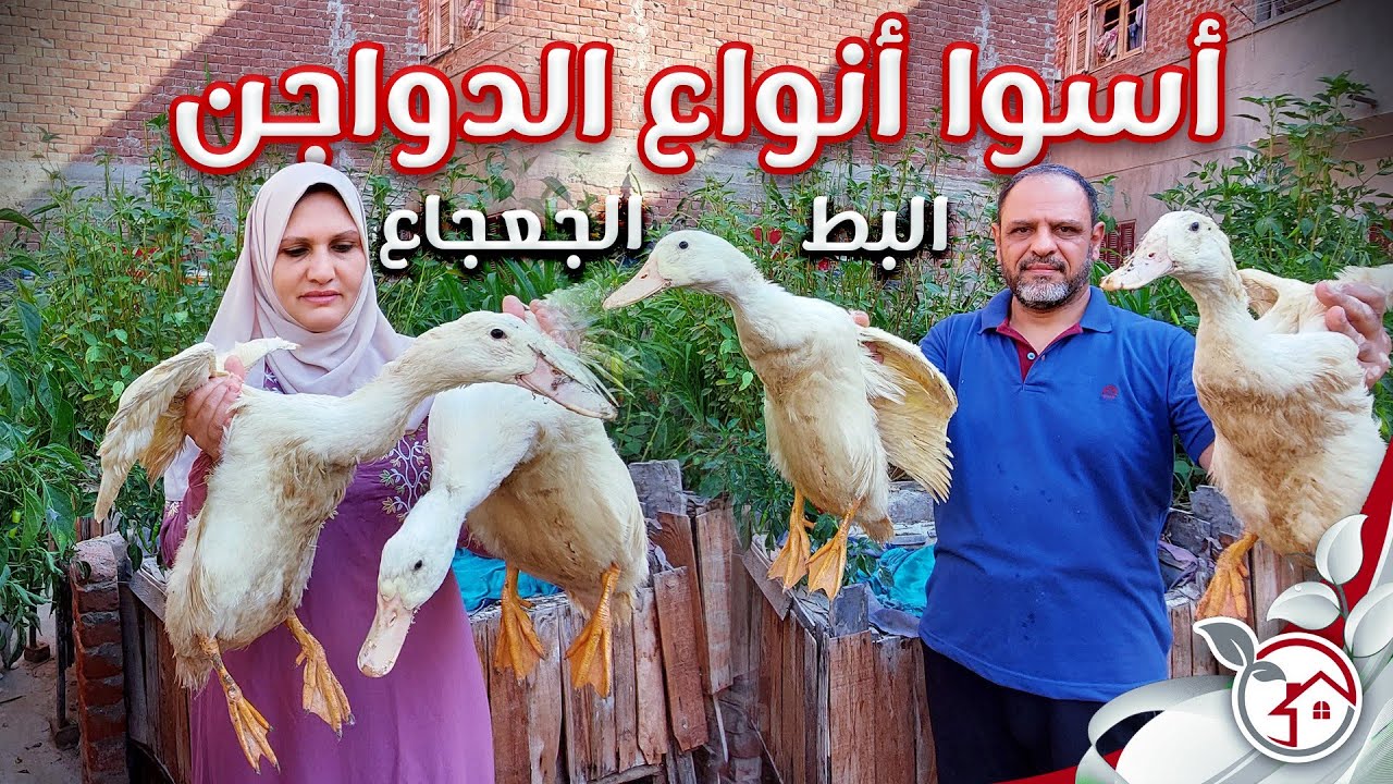 أسوأ أنواع الدواجن للتربية فى المنزل وأفضلها للتربية فى المزارع
