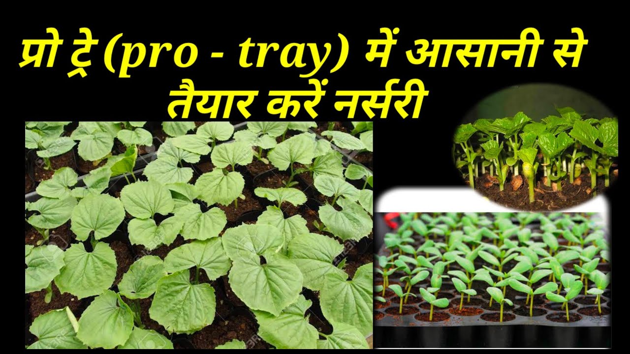 प्रो ट्रे ( pro - tray) nursery preparation technique | bitter gourd plant nursery |