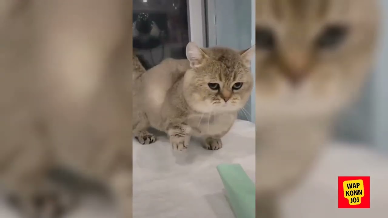 Funny cat videos to make people laugh