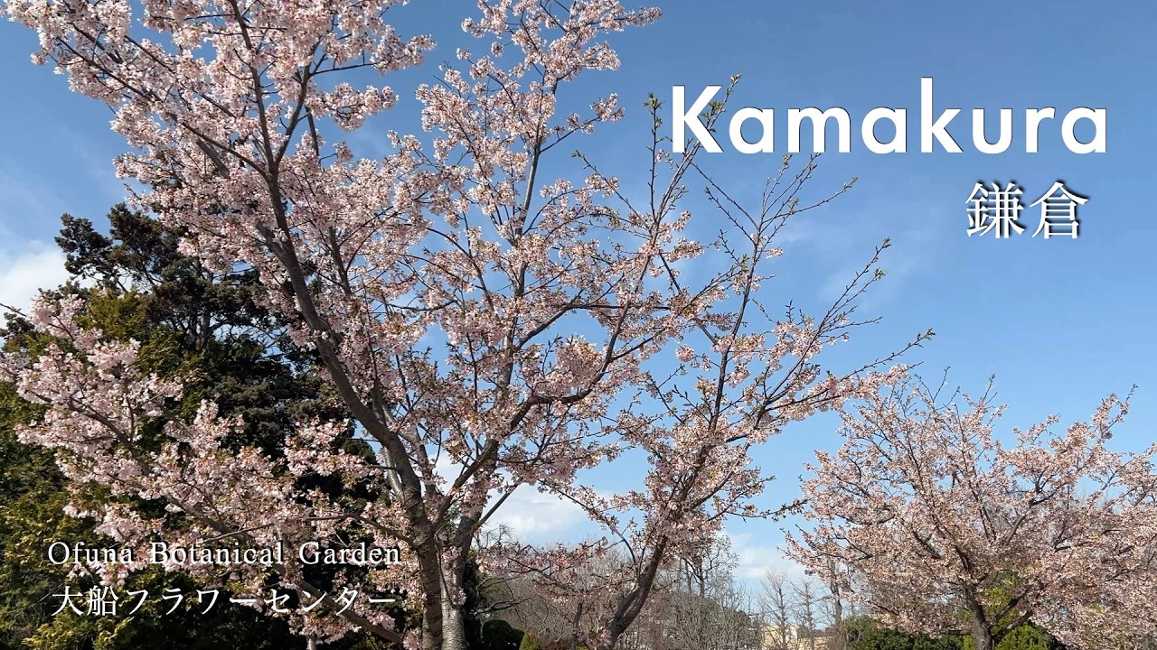 Early-bloom Cherry Blossoms | Ofuna Botanical Garden | Early March 2026 | Kamakura vlog