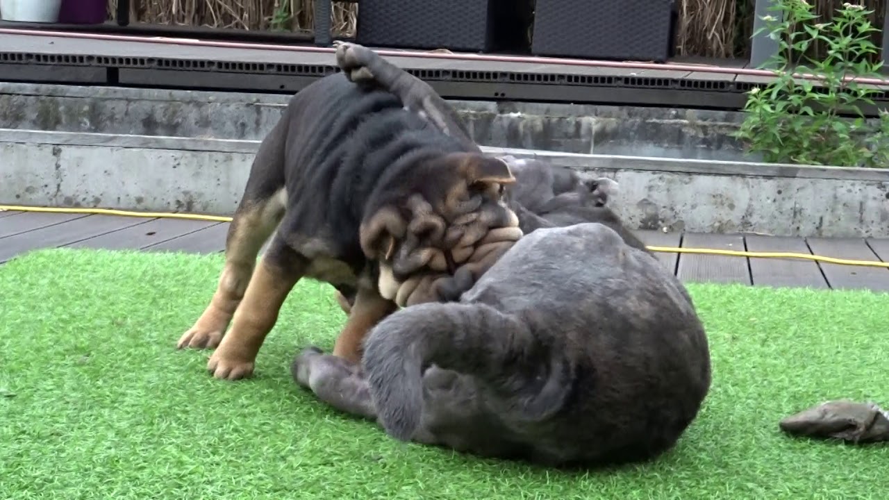 sharpei black and tan puppy playing
