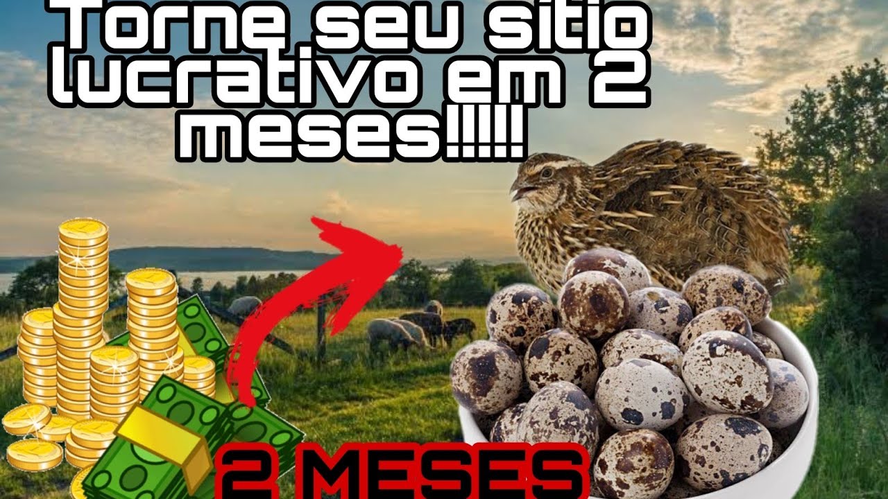 🛑 S&Iacute;TIO PEQUENO DA LUCRO????? APRENDA COMO INVESTIR!!
