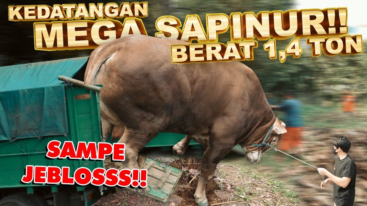 SAPI Raksasa AMEENA Dateng Ke rumah. Sampe JEBLOSS TRUKNYA..