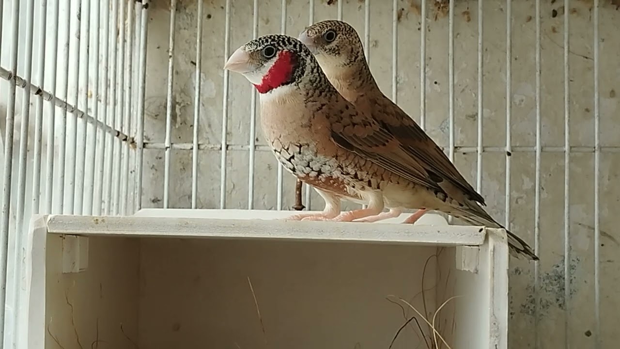 Cut throat finch. Red ribbon finch