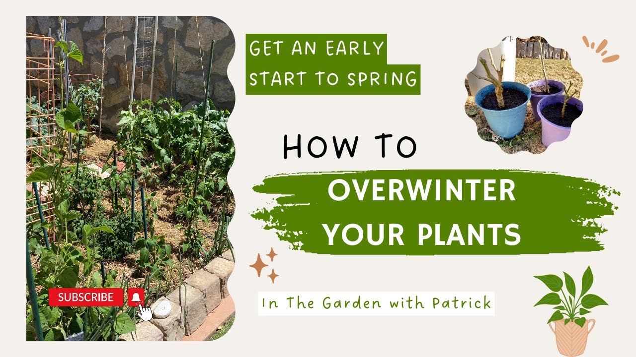 How to Overwinter Vegetable Plants