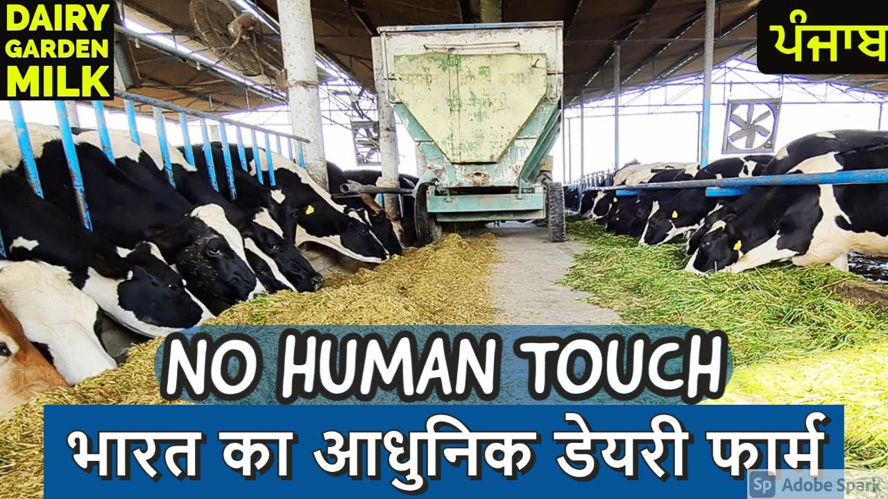 Modern Cow Dairy Farming-INDIA- Cow Milking Technology Machine -Best Dairy Farm-PUNJAB-INDIA