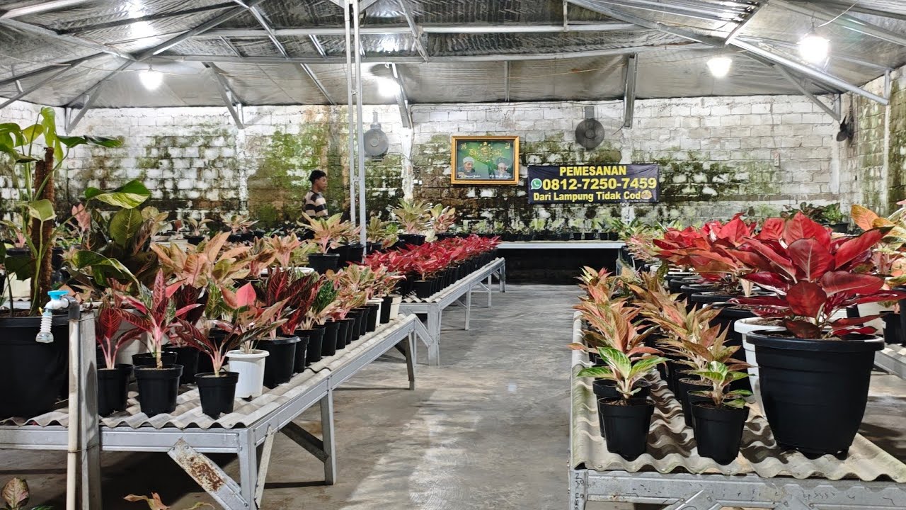 Tanaman Hias aglonema