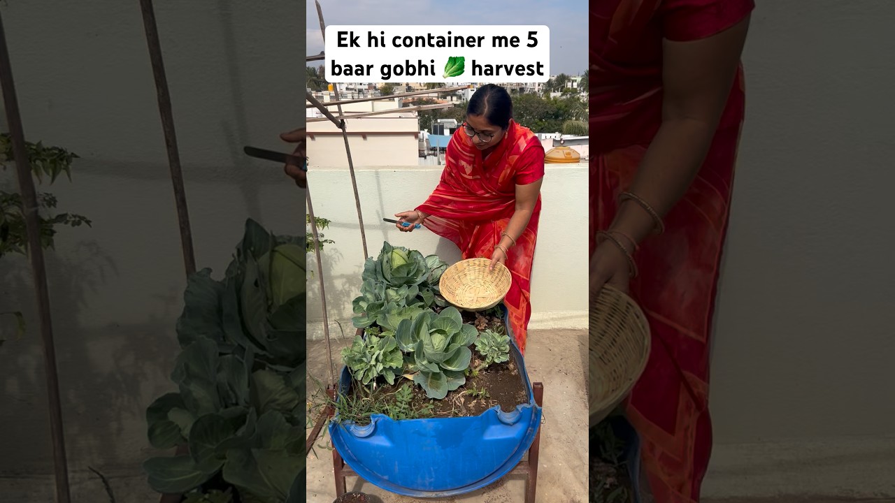 Today’ mix harvest gobhi 🥬and tamatar 