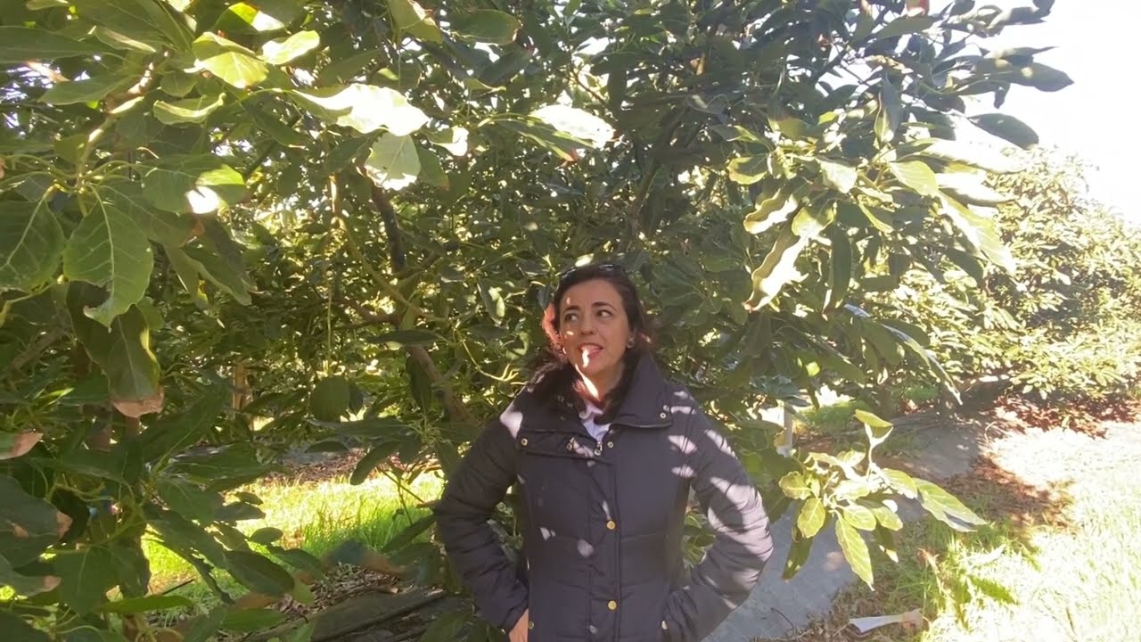 Gestión Integrada de Plagas en cultivo de aguacate. [Motril 19/12/2023]