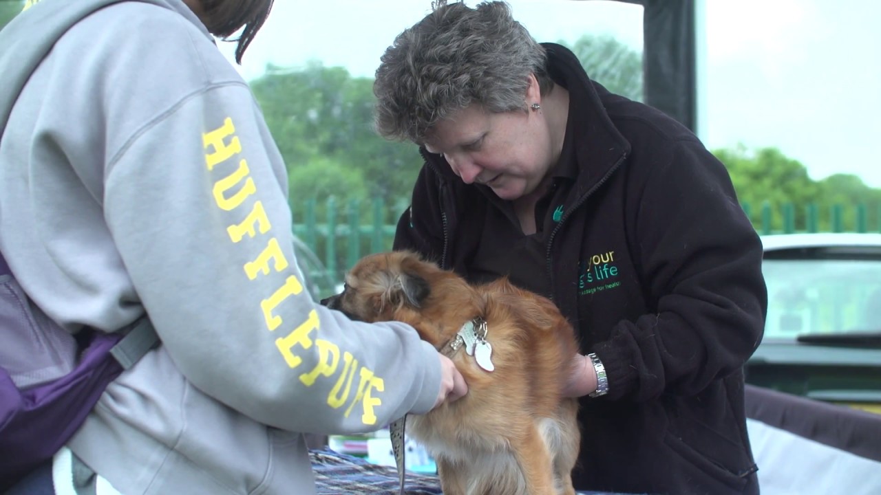Muscular Health Checks - Canine Massage Therapist - Cambridgeshire
