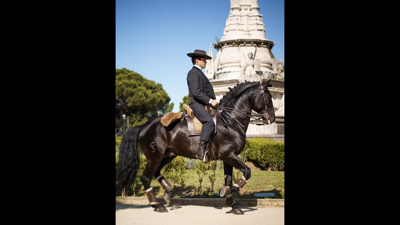 Black Jack, 8 yr old 16h Black Lusitano stallion 3rd-4th, piaffe/ passage