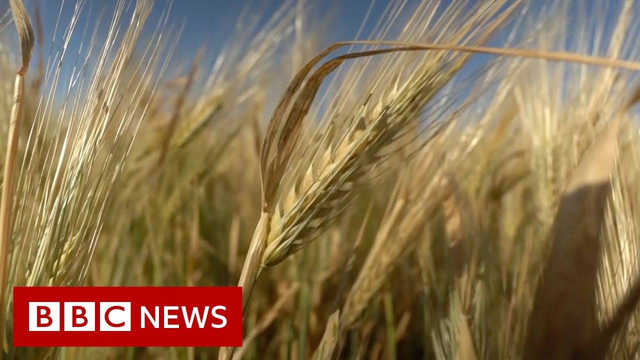 Where is Russia taking Ukraine's stolen grain? &ndash; BBC News