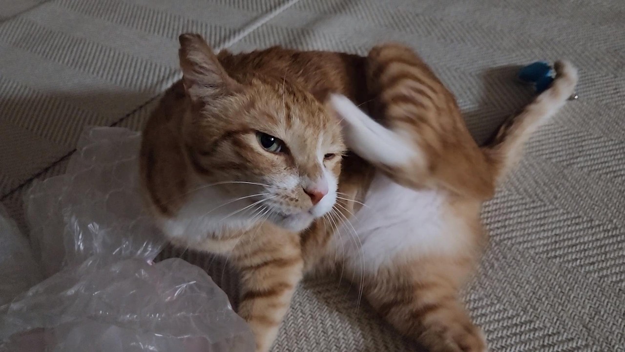 가지가지하는 굿밤 가지 (26.03.19)