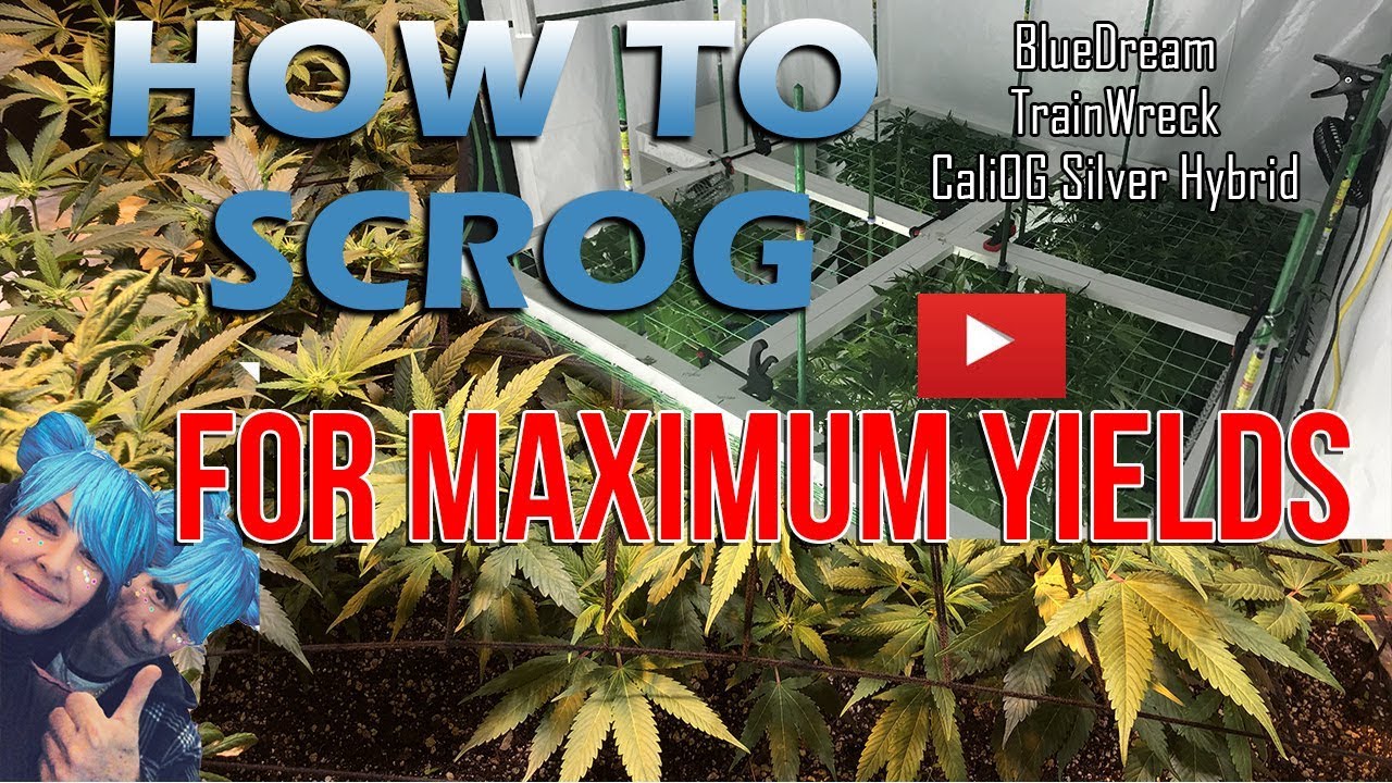How To Scrog For Maximum Yields 1rst Episode DIY Grid