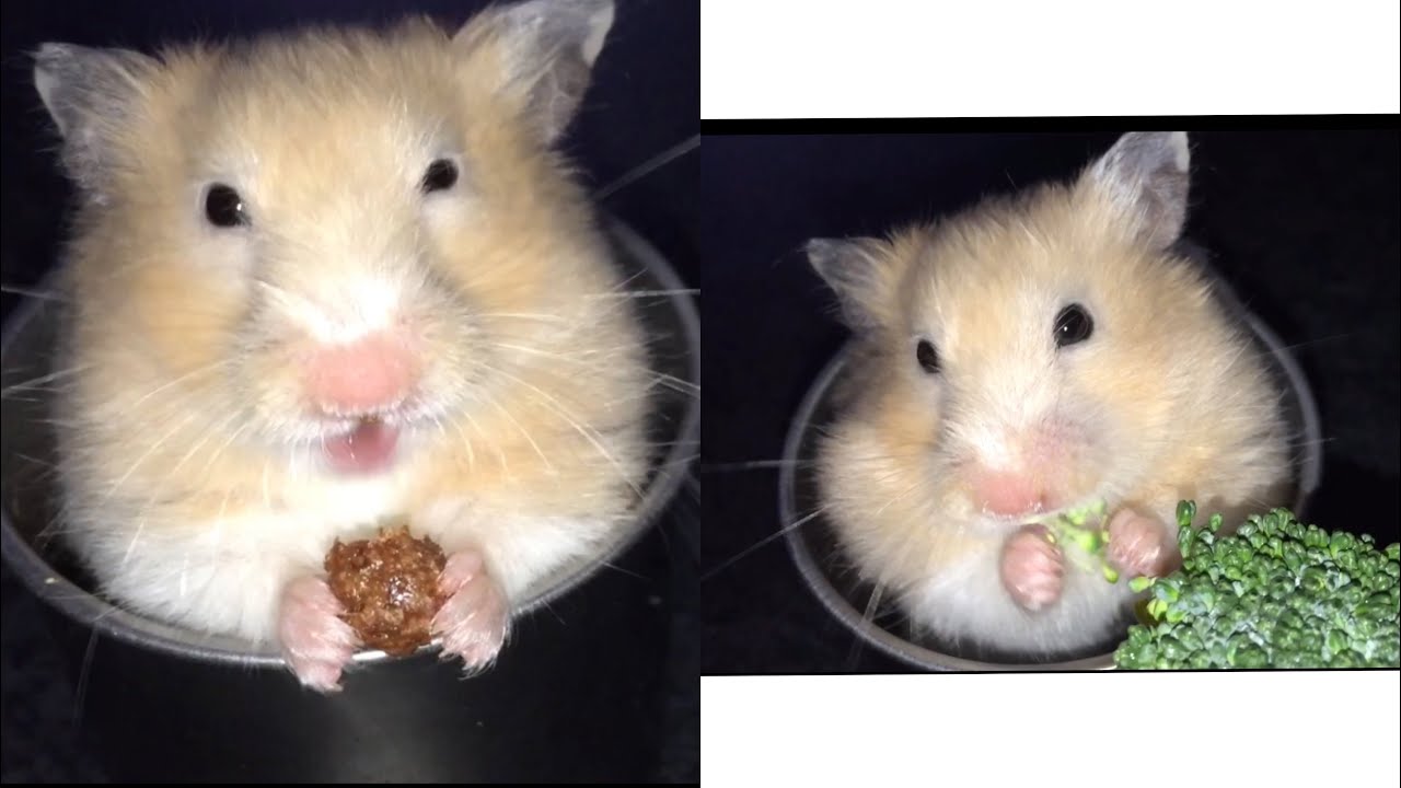 Hamster Chim2x🐹 eating cereal and broccoli 🥦 |ASMR