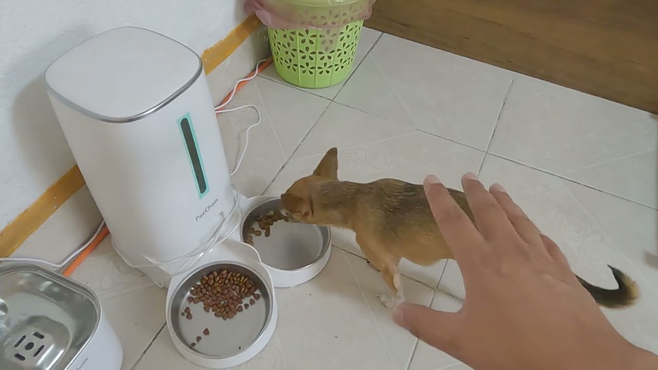 ¿Tu chihuahua tira mucho pelo? Dale esta croqueta.