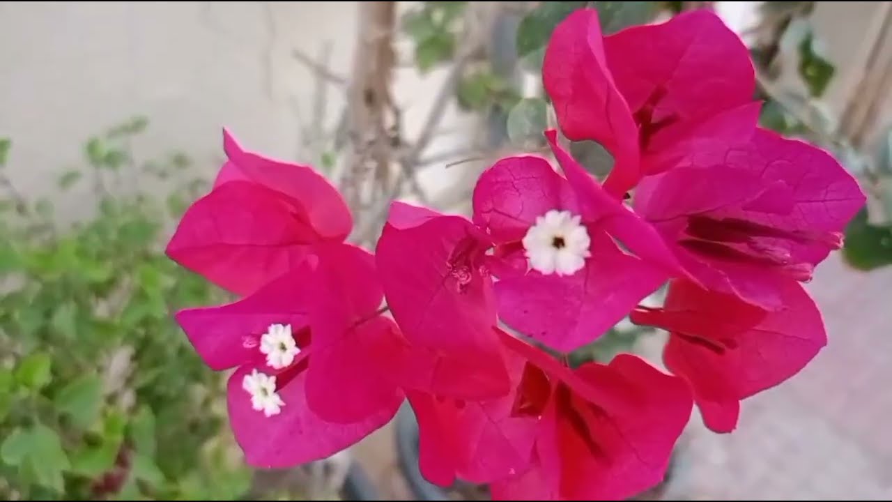 വേദയുടെ കൈ മുറിക്കുന്നു സൂര്യ ആ മഞ്ഞ ചരട് കെട്ടാൻ അനുവദിക്കാതെ നന്ദിനിയെ പിടിച്ചു നിർത്തുന്നു 
