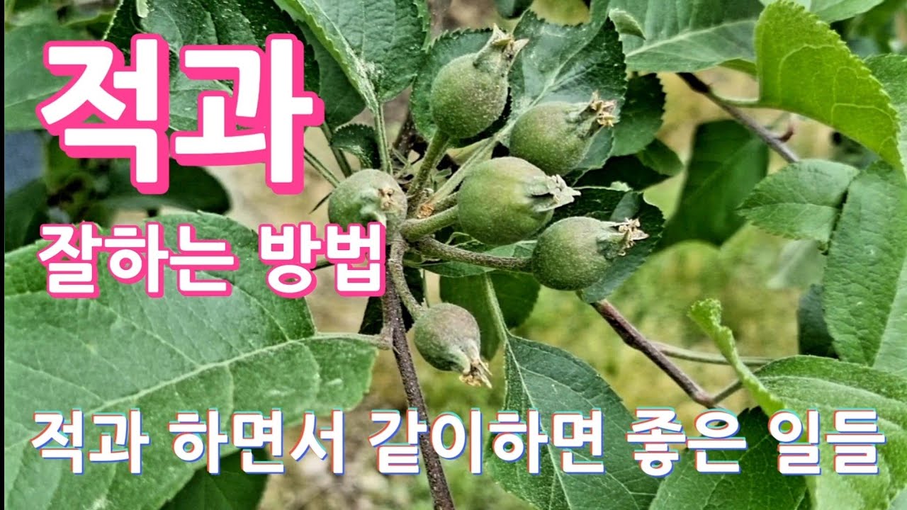 사과 적과 잘하는 방법/적과 하면서 같이하면 좋은 일들