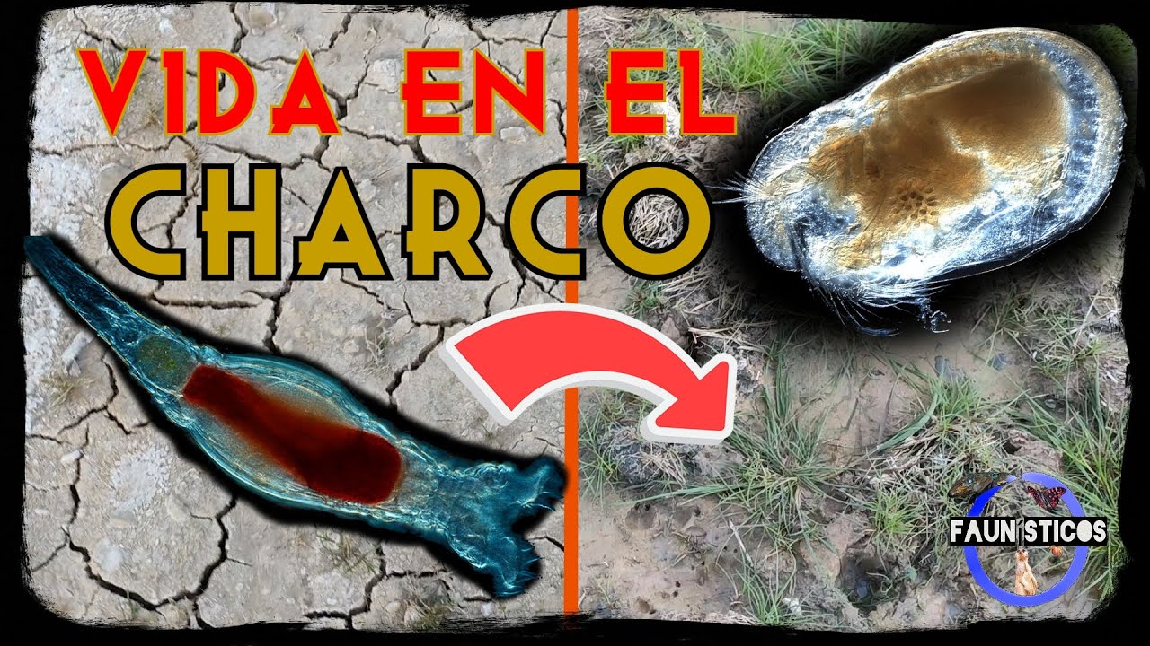 ¿Qué ANIMALES viven en los CHARCOS? ¿Cómo SOBREVIVEN? Ostrácodos, rotíferos, protozoos...