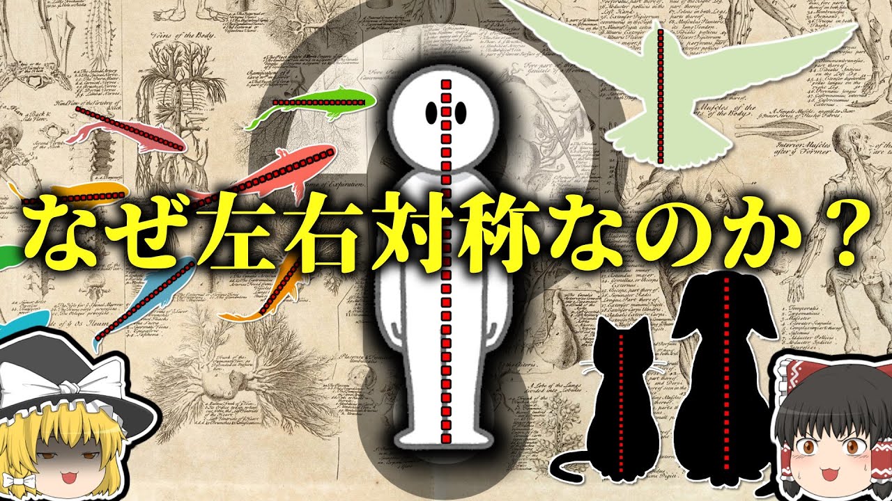【雑学】なぜ生命は左右対称なのか【ゆっくり解説】