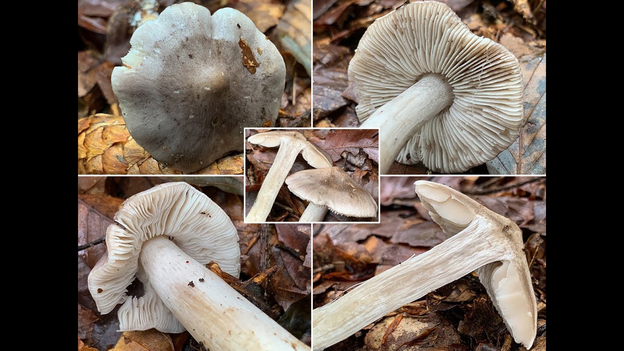 Pilzpotrait - Sch&auml;rflicher Ritterling, Tricholoma sciodes | Tricholoma virgatum var. sciodes