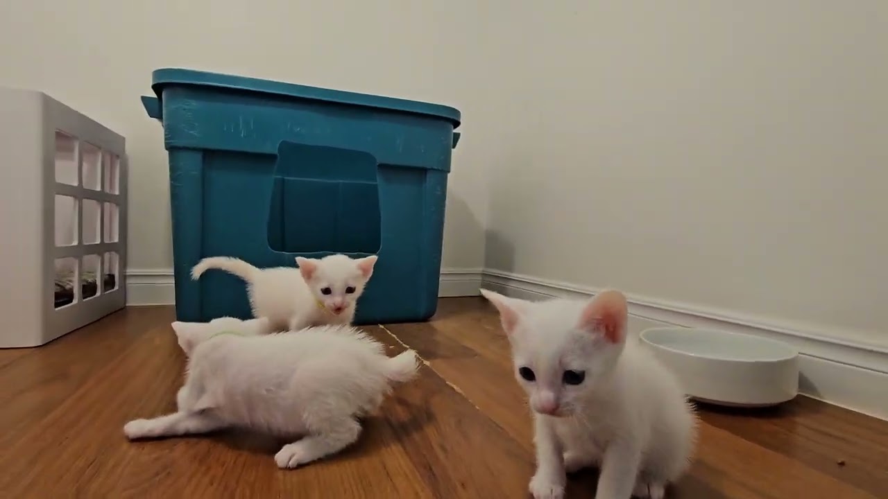 Chatons Khao Manee de Tara