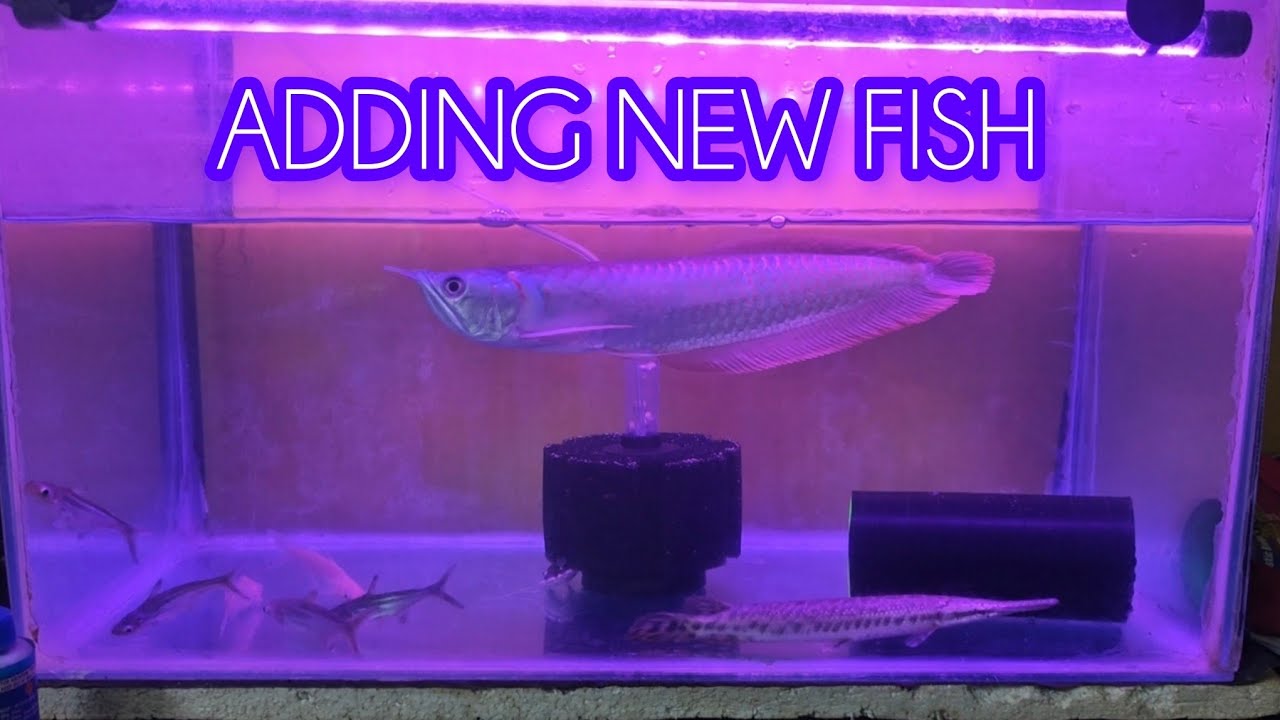 WELCOME HOME | RED TAIL CAT FISH 🐟| YAAKU 24
