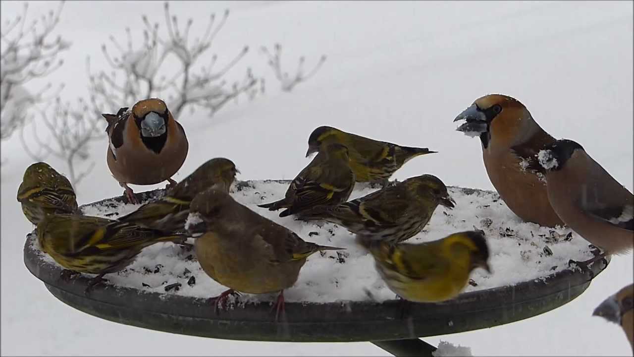 Pt&aacute;ci na krm&iacute;tku Birds feeding on Bird Table