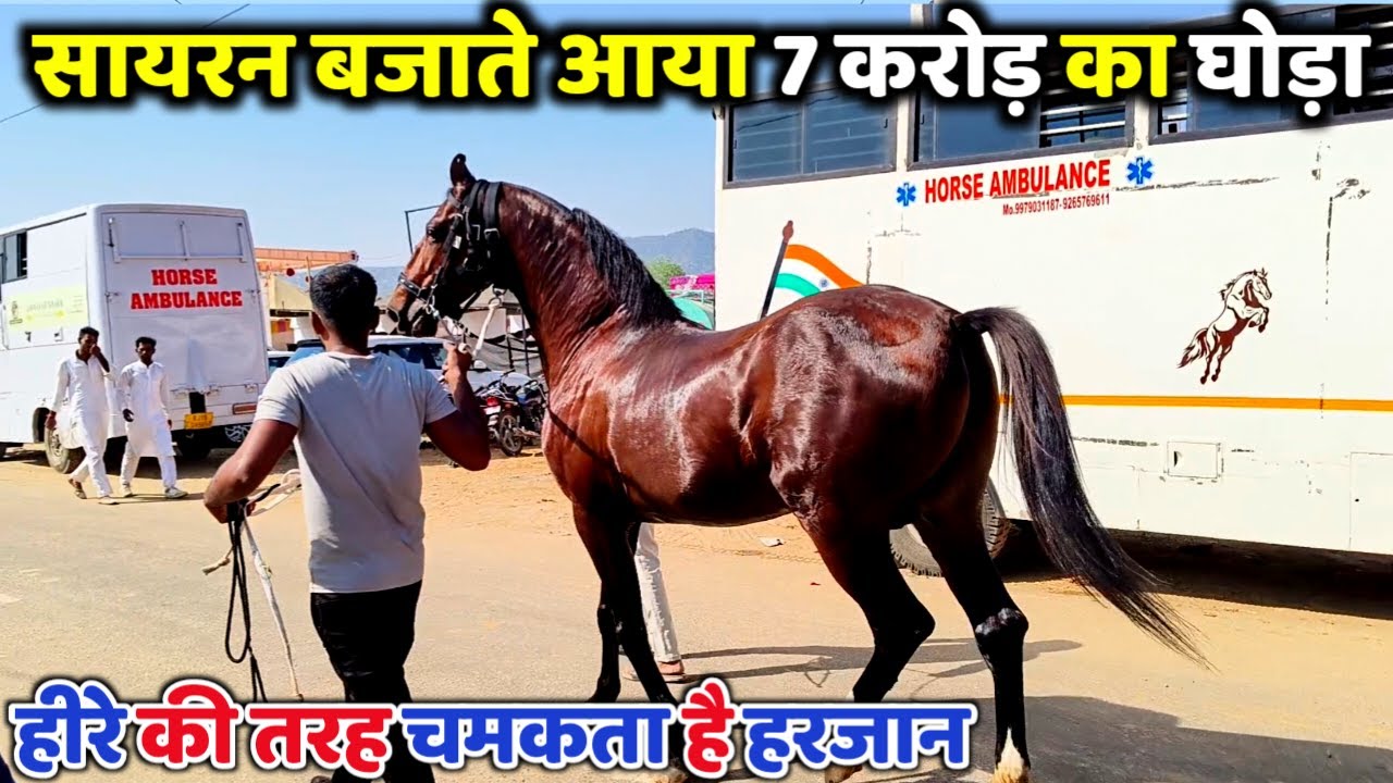 दुनिया के सबसे महंगा और खूबसूरत 7 करोड़ का घोड़ा पहुंचा पुस्कर मेले में / Harjan Horse
