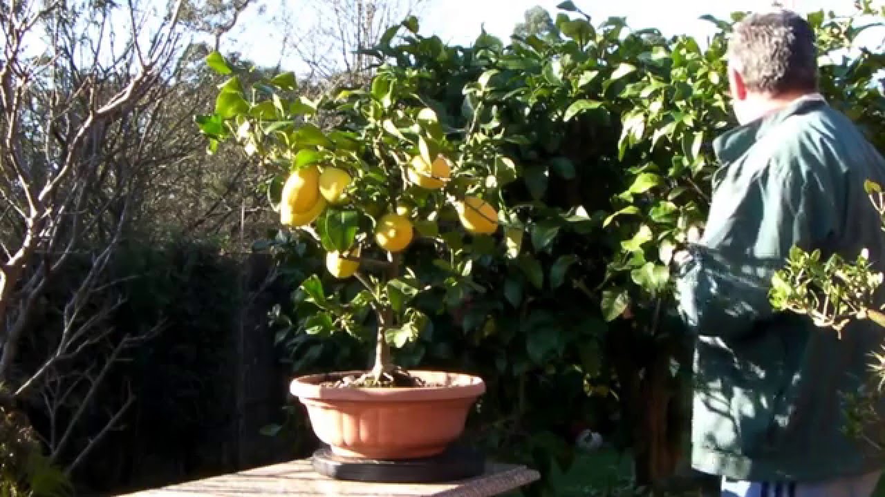 Época para podar los arboles cítricos febrero 2016